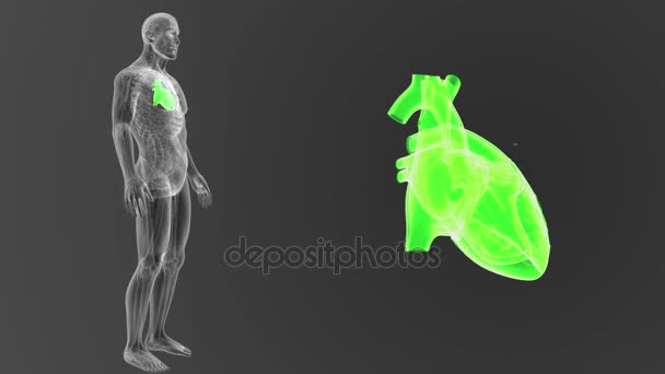 Esqueleto Vista Posterior Del Corazón Humano Fuera Del Cuerpo Sobre — Vídeos de Stock