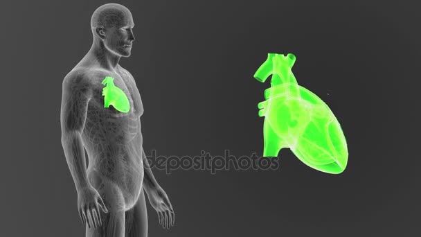 人間の心 体に灰色の背景からのスケルトンの後方ビュー — ストック動画