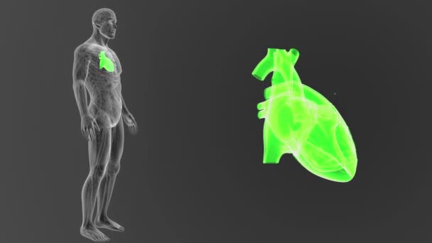 人間の心 体に灰色の背景からのスケルトンの後方ビュー — ストック動画