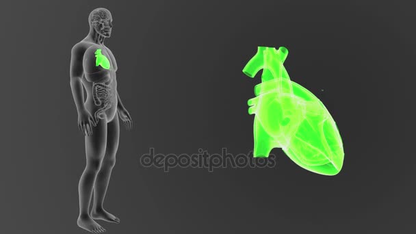 Skeleton Posterior View Human Heart Out Body Grey Background — Stock Video