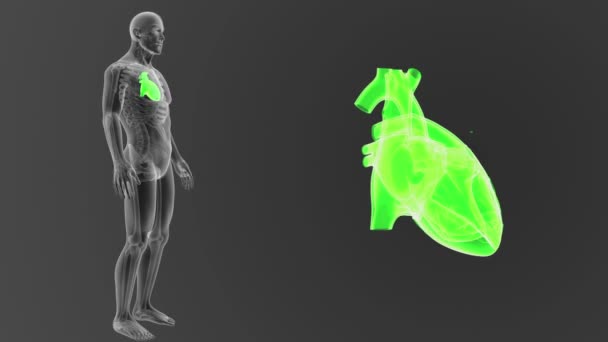 Esqueleto Vista Posterior Del Corazón Humano Fuera Del Cuerpo Sobre — Vídeo de stock