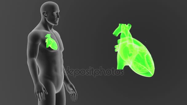 Skeleton Posterior View Human Heart Out Body Grey Background — Stock Video