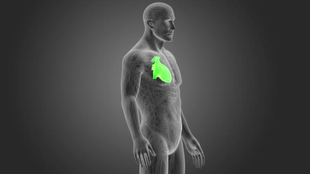Esqueleto Visão Posterior Coração Humano Sobre Fundo Cinzento — Vídeo de Stock
