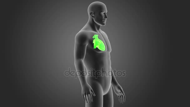 Skeleton Posterior View Human Heart Grey Background — Stock Video