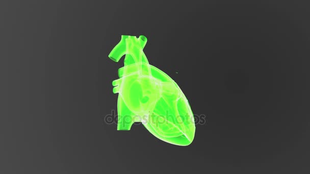 View Human Heart Grey Background — Stock Video