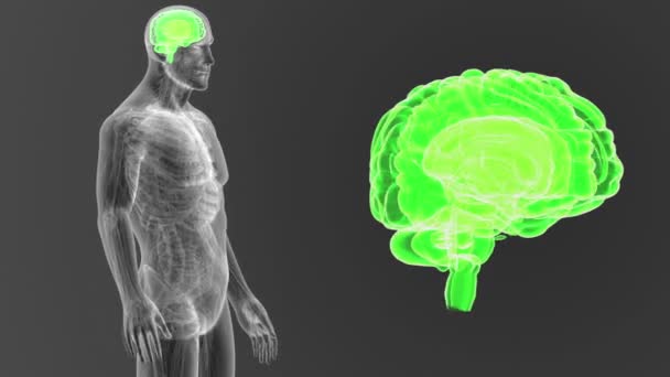 Sistema Cerebral Humano Ver Ilustración Sobre Fondo Oscuro — Vídeo de stock