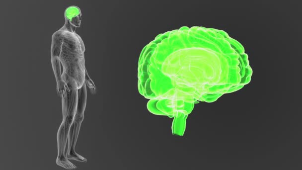 Human Brain System View Illustration Dark Background — Stock Video