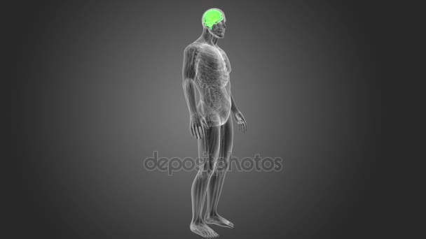 Lidský Mozek Systém Zobrazení Ilustrace Tmavém Pozadí — Stock video
