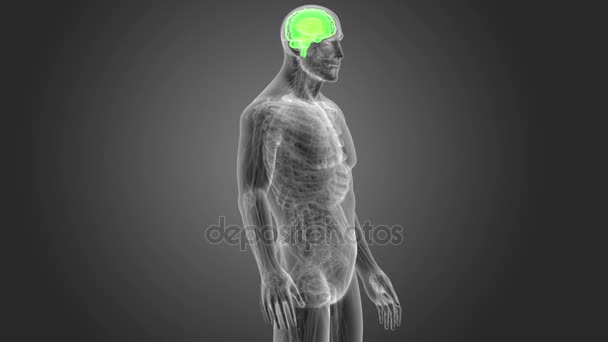 Sistema Cerebral Humano Ver Ilustración Sobre Fondo Oscuro — Vídeo de stock