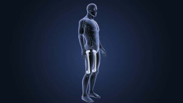 暗い背景に人間の大腿骨システム ビュー イラスト — ストック動画