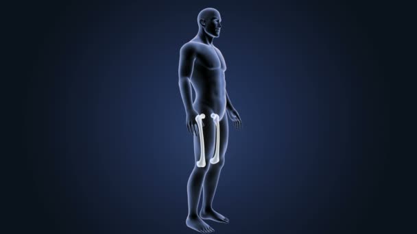 Human Femur System View Illustration Dark Background — Stock Video