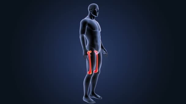 人股骨系统视图3D 插图暗背景 — 图库视频影像