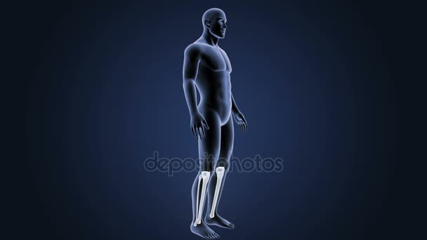 Skeleton Posterior View Human Tibia Fibula Blue Background — Stock Video