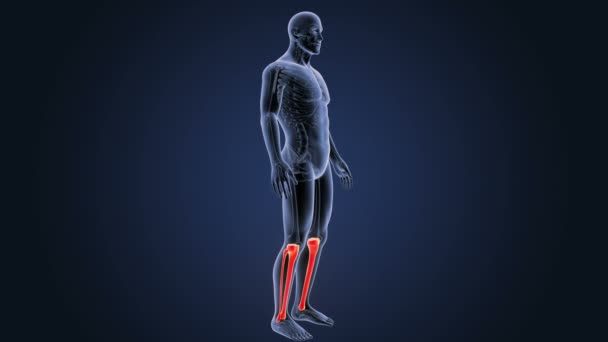 青の背景に人間の脛骨と腓骨のスケルトンの後方ビュー — ストック動画