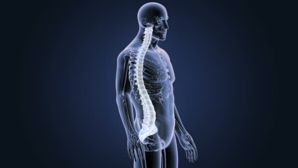 Esqueleto Vista Posterior Las Vértebras Humanas Sobre Fondo Azul — Vídeo de stock