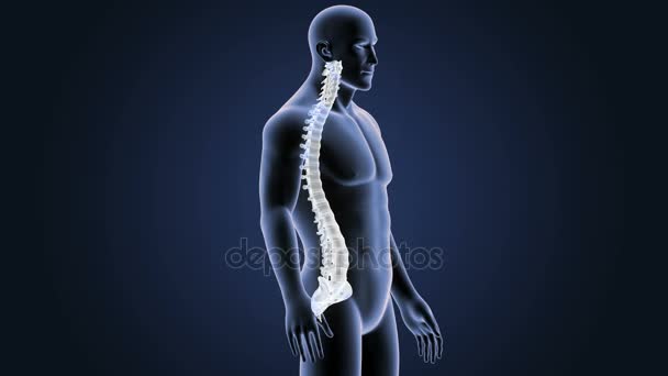 Skeleton Posterior View Human Vertebrae Blue Background — Stock Video