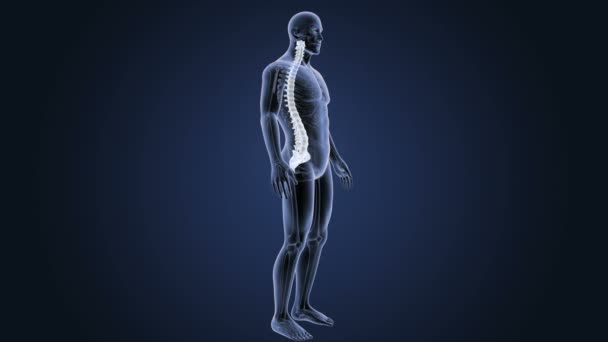 Esqueleto Vista Posterior Las Vértebras Humanas Sobre Fondo Azul — Vídeo de stock