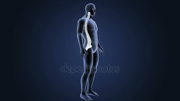 Skeleton Posterior View Human Vertebrae Blue Background — Stock Video