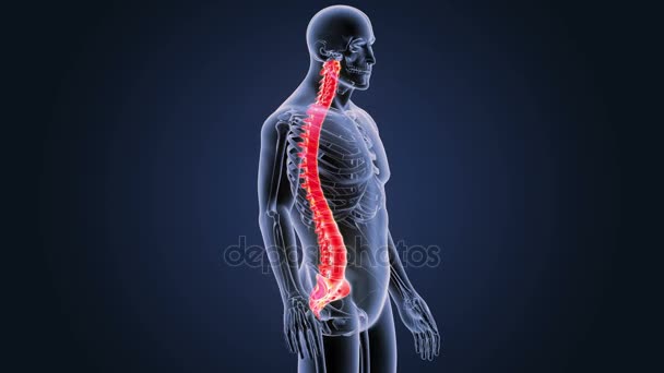 青の背景に人間の脊椎のスケルトンの後方ビュー — ストック動画