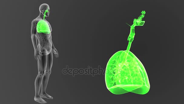 Skeleton Posterior View Human Lungs Out Body Grey Background — Stock Video