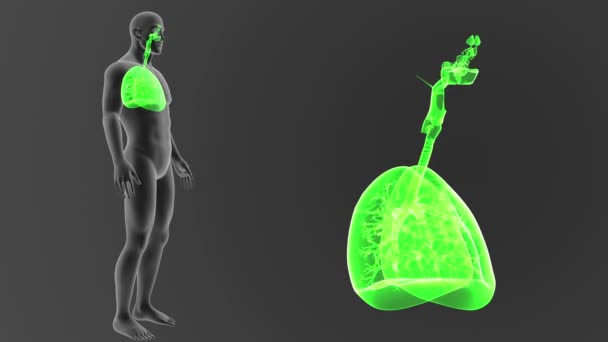 Esqueleto Vista Posterior Los Pulmones Humanos Fuera Del Cuerpo Sobre — Vídeos de Stock