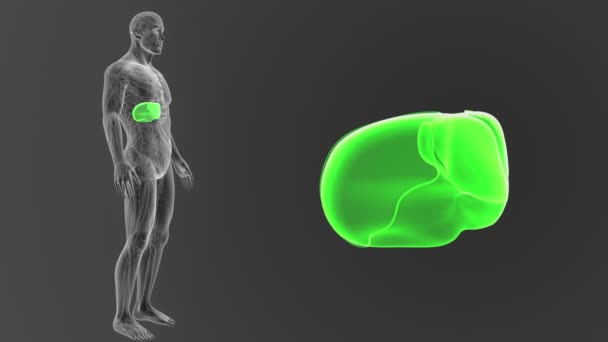 人体肝脏 Viewout 图的灰色背景 — 图库视频影像