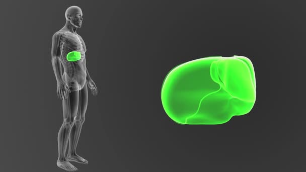 Mänskliga Levern Visa Kroppen Illustration Grå Bakgrund — Stockvideo