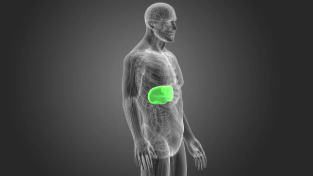 Human Liver View Illustration Grey Background — Stock Video