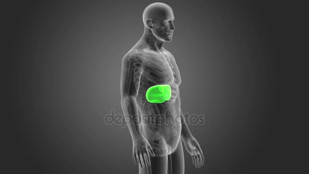 Human Liver View Illustration Grey Background — Stock Video