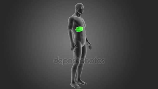 Human Liver View Illustration Grey Background — Stock Video