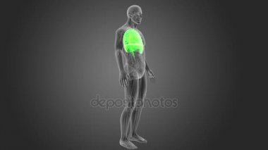 gri arka plan üzerinde insan kalp, akciğerler ve diyafram iskelet arka görünüm