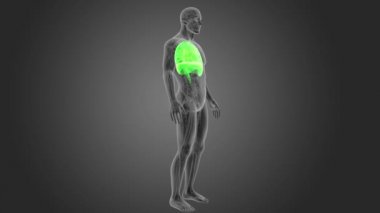 gri arka plan üzerinde insan kalp, akciğerler ve diyafram iskelet arka görünüm