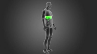 insan diyafram iskelet arka görünümü gri arka plan üzerinde