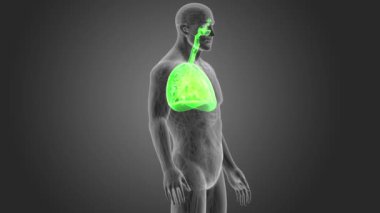 insan akciğerleri iskelet arka görünümü gri arka plan üzerinde