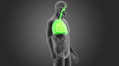 insan akciğerleri iskelet arka görünümü gri arka plan üzerinde