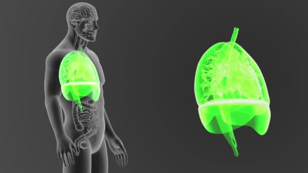 Esqueleto Visão Posterior Coração Humano Pulmões Diafragma Fora Corpo Sobre — Vídeo de Stock