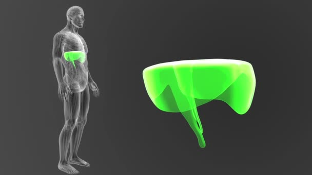 体に灰色の背景から 人体の横隔膜のスケルトンの後方ビュー — ストック動画