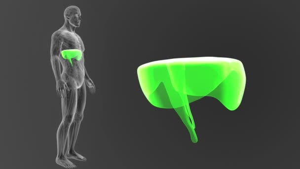 Esqueleto Visão Posterior Diafragma Humano Fora Corpo Sobre Fundo Cinzento — Vídeo de Stock