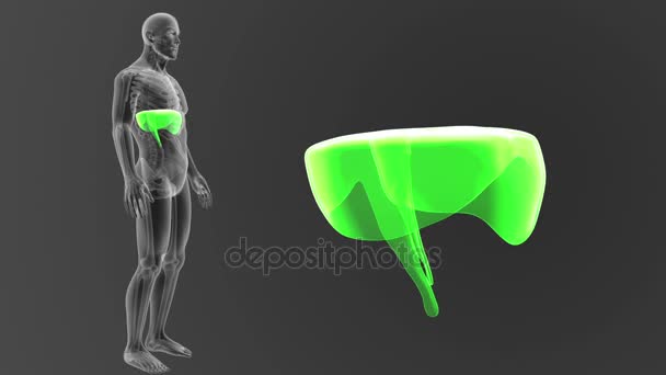 Esqueleto Vista Posterior Del Diafragma Humano Fuera Del Cuerpo Sobre — Vídeos de Stock