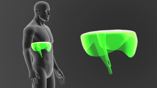 Squelette Vue Postérieure Diaphragme Humain Hors Corps Sur Fond Gris — Video