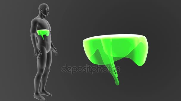 Skeleton Posterior View Human Diaphragm Out Body Grey Background — Stock Video