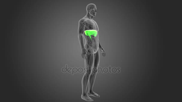 Skeleton Posterior View Human Diaphragm Grey Background — Stock Video