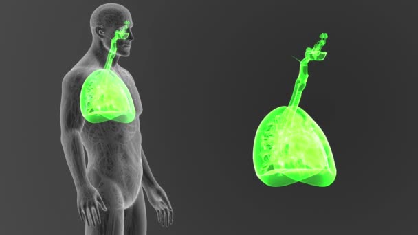 Esqueleto Vista Posterior Del Corazón Humano Pulmones Diafragma Sobre Fondo — Vídeo de stock