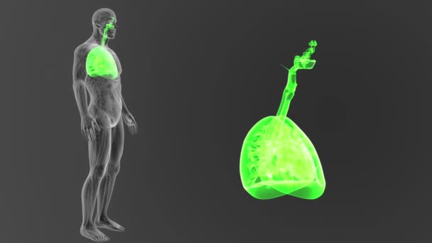 人間の心と体に灰色の背景からの肺のスケルトンの後方ビュー — ストック動画