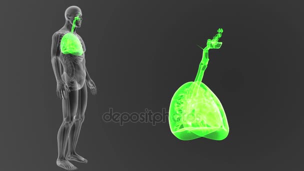 Esqueleto Vista Posterior Los Pulmones Humanos Fuera Del Cuerpo Sobre — Vídeos de Stock