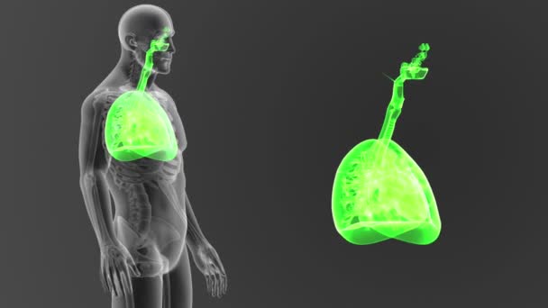 Σκελετός Οπίσθια Προβολή Των Ανθρώπινων Πνευμόνων Έξω Από Σώμα Γκρίζο — Αρχείο Βίντεο