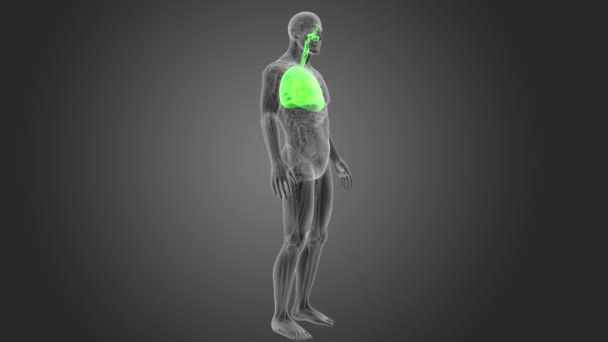 Esqueleto Visão Posterior Coração Humano Pulmões Sobre Fundo Cinzento — Vídeo de Stock