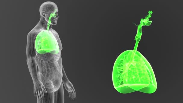 Esqueleto Vista Posterior Los Pulmones Humanos Fuera Del Cuerpo Sobre — Vídeo de stock