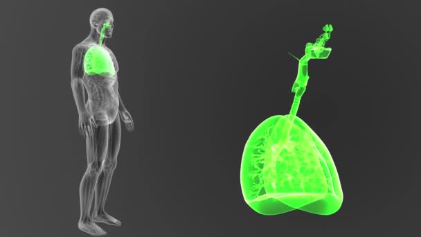 Esqueleto Vista Posterior Los Pulmones Humanos Fuera Del Cuerpo Sobre — Vídeo de stock