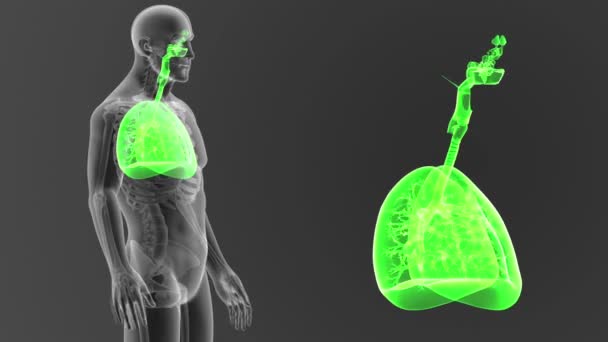 Skelett Hinteransicht Der Menschlichen Lungen Außerhalb Des Körpers Auf Grauem — Stockvideo